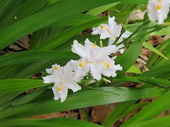 Hallo Iris