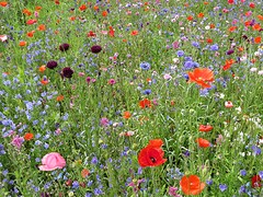 Everywhere flowers