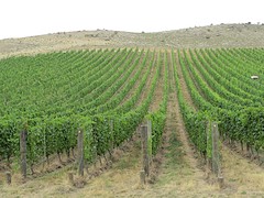 Bendigo Vineyards