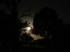 Moonshadow