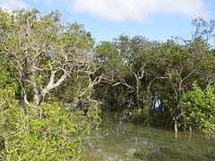 Swamps