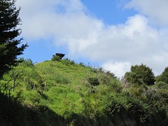 Cow On the hill