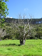 Dead tree