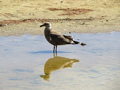 Spiegelbeeld