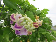 Beautiful flower