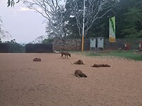 Tempelhonden
