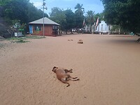 Honden liggen overal- lijkt 1 soort
