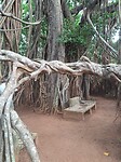 Boom zo groot als een huis