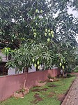 Mangobomen overal