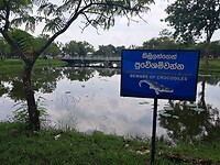 Krokodillen in het meer..