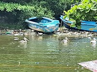 Allemaal watervogels