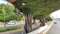 Viaduct op The Palm