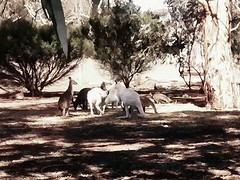 White Kangaroos