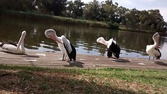 Family Pelican is preparing for the fotoshoot