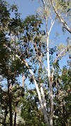 Colony of bats in the trees