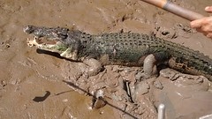 Crocodile of 5 meter