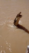 Jumping crocodile