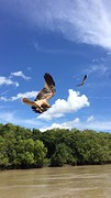 Beautiful raptor at the crocodile river