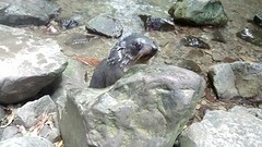 The closest picture of a baby seal I got