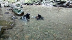 Chemistry between baby seals