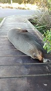 Sir, can you please not sleep on the boardWALK?