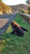 Posing seal