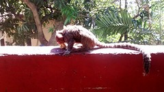 Sharing breakfast with a monkey