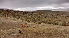 The dog leads us the way