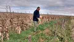 Miraculously, ten hills further he jumps around a corn field like a teenager