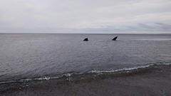 Whale tries to get on the beach
