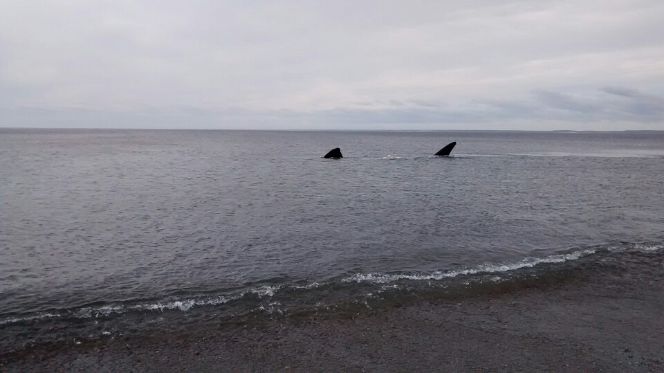 Whale tries to get on the beach