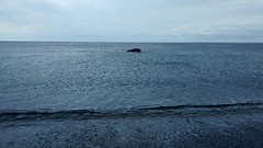 And another whale tries to get on the beach