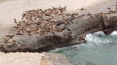 How many seals fit on a square meter?