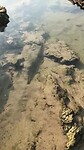 Tiny striped fish at the low tide ponds