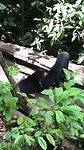 Sun bears grooming each other