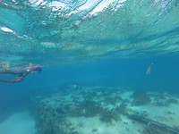 Begeleider excursie snorkelen