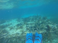 Zwemflippers