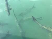 Tarpon vissen