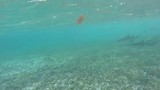 Verpleegsterhaaien Caraïbische zee