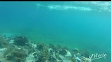 Snorkelen in Belize
