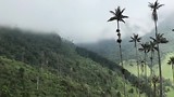 Cocora Valley