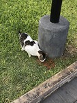 Kattenpark in Miraflores