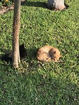 Kattenpark in Miraflores