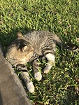 Kattenpark in Miraflores
