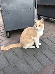 Kattenpark in Miraflores