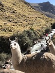 Nieuwsgierige lama’s