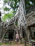 Boom groeit dwars door de tempel heen