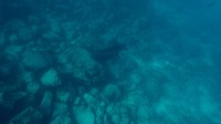 Galapagos deel 2 - 3.4