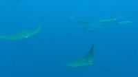 Galapagos deel 2 - 3
