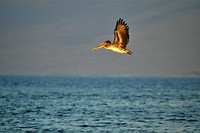 Galapagos deel 2 - 21